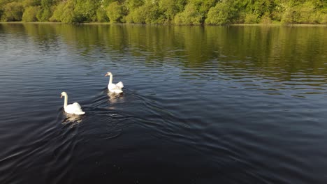 two swans swimming on lough oughter lake near killeshandra ireland calm nature