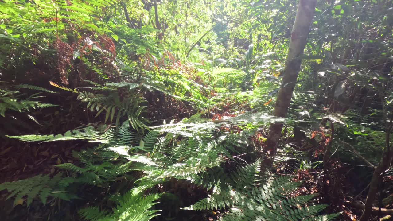 Lush greenery with sunlight filtering through trees