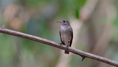 el papamoscas marrón asiático es un pequeño pájaro paseriforme que se reproduce en japón, himalaya y siberia