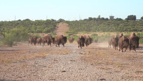 bison herd running down a clearing