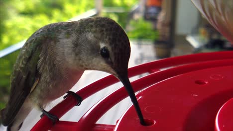 the best close up of a tiny fat humming bird with green feathers sitting at a bird feeder in slow motion and taking drinks