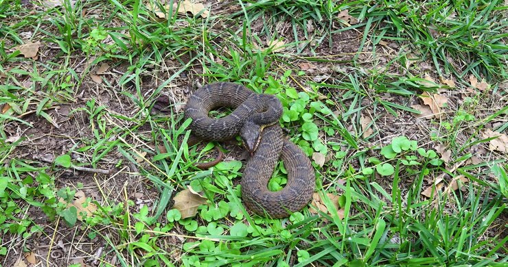 Static video of an adult Plain-bellied water snake Nerodia erythrogaster in some grass.