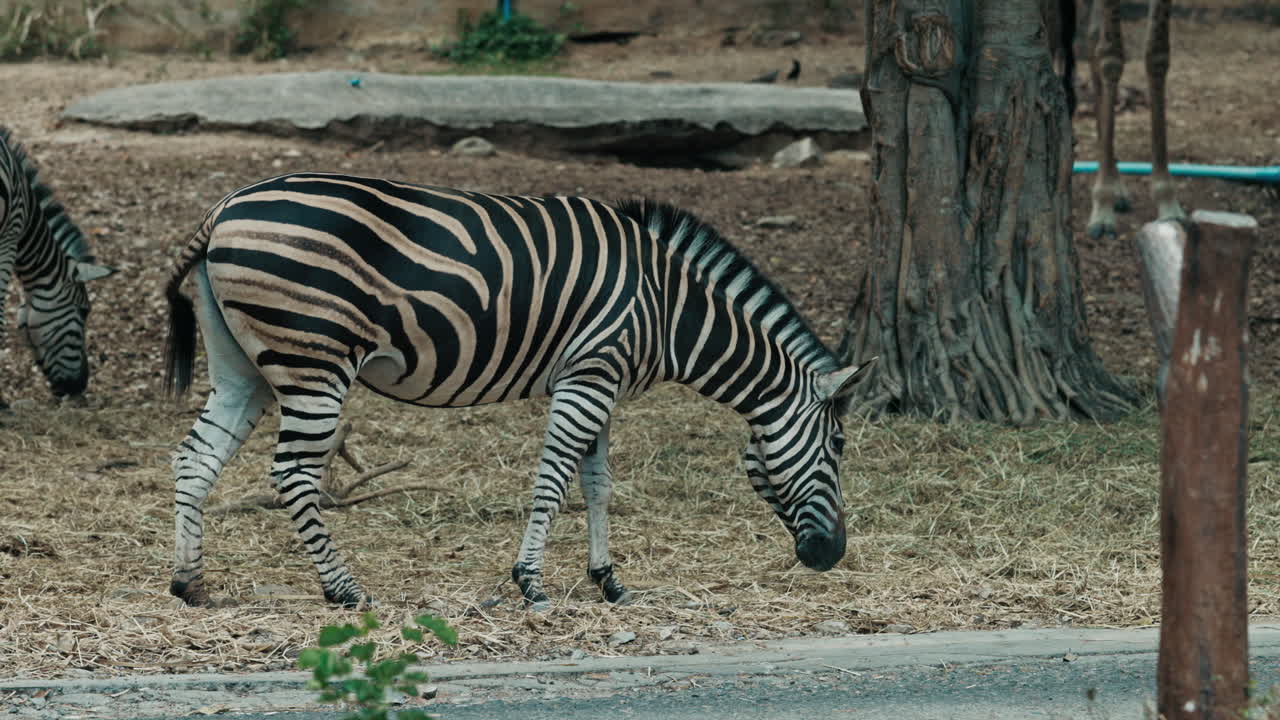 A zebra grazing in an outdoor enclosure