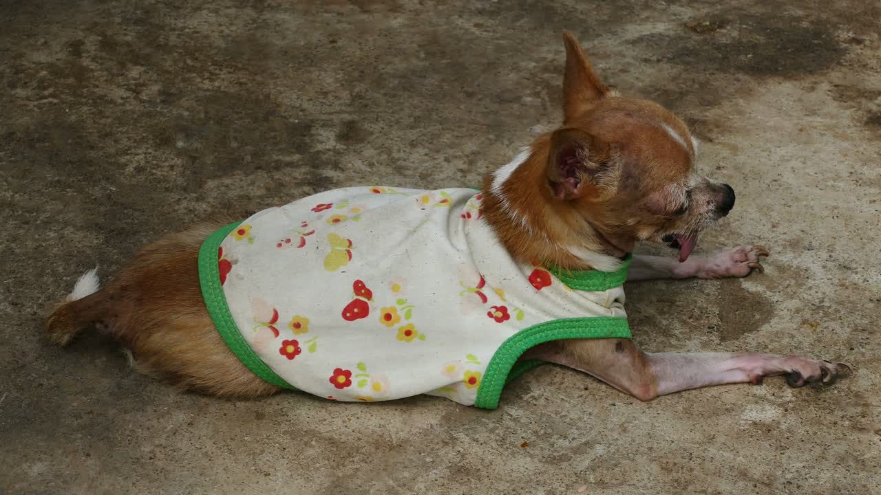 chihuahua descansando en el suelo de hormigón