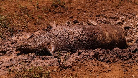 a pig rolls and relaxes in the mud.