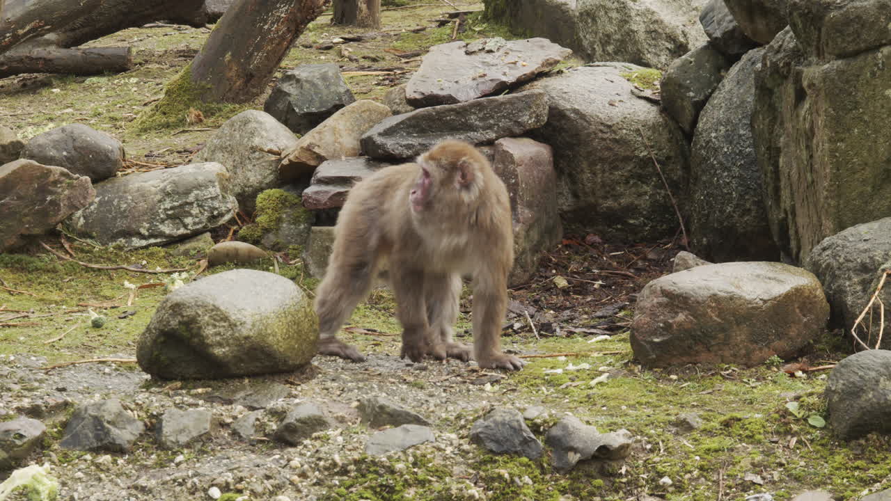 mono macaco caminando sobre rocas y buscando comida