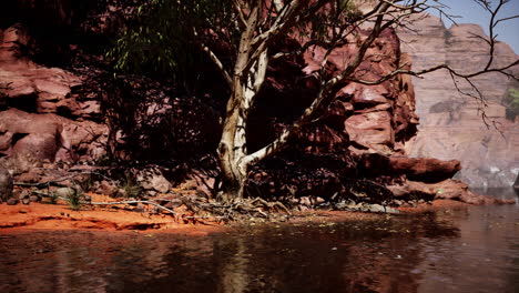 rocks of colorado river with trees