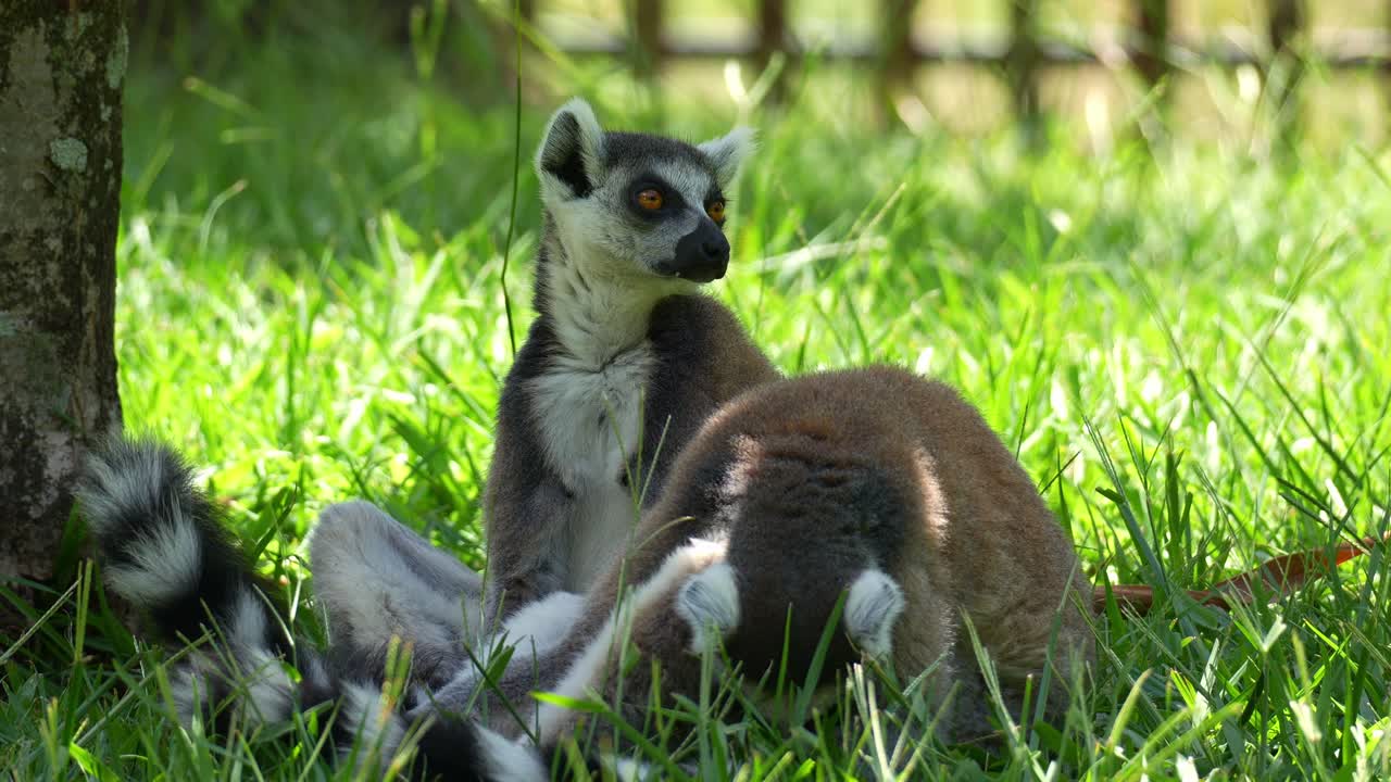 Dois lêmures-de-cauda-anelada (Lemur catta) sentados e descansando à sombra, olhando ao redor, close-up