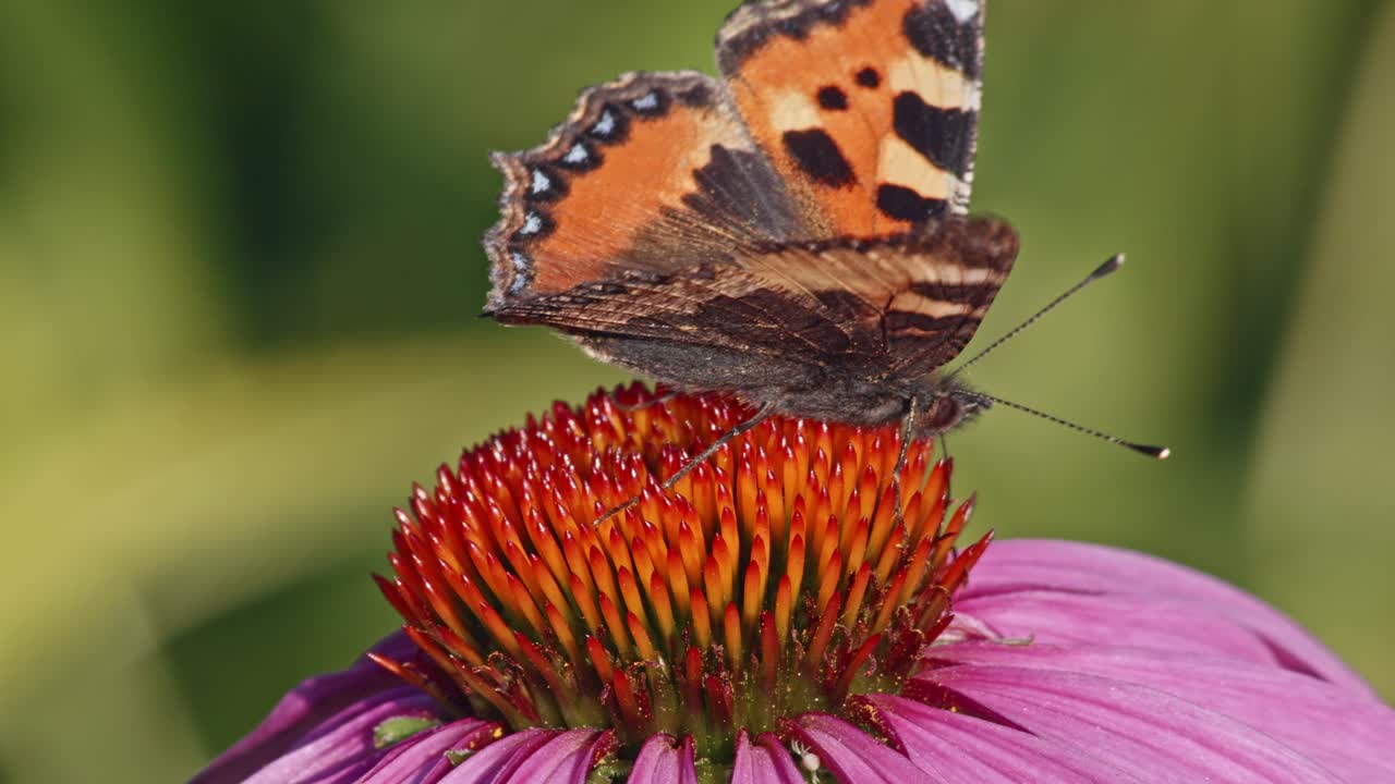 Bella farfalla arancione sulla cima di un capolino di echinacea mentre impollina