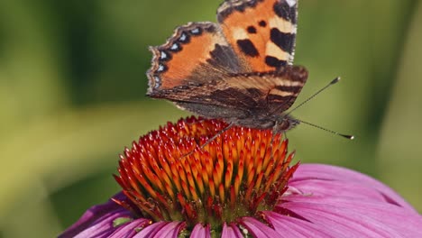 Orangefarbener-Schöner-Schmetterling-Auf-Sonnenhutkopfbestäubung.-Selektive-Fokusaufnahme