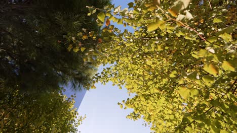 view-of-tall-glass-skyscrapper-buildings-seen-through-trees-leaves-against-blue-sky-in-Madrid-CTBA-bussines-area