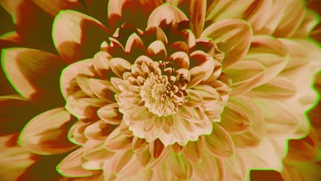 primer plano de una flor de dahlia vibrante