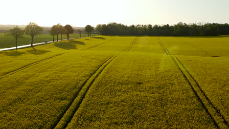 Golden-sunlight-over-yellow-canola-flower-field-with-tractor-lines,-aerial