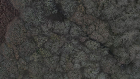 toma de drones de la campiña inglesa bosque y bosque con árboles