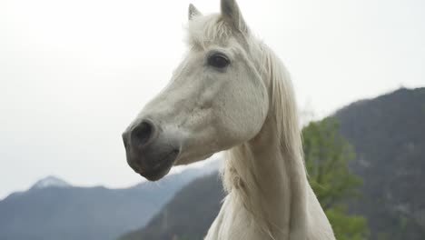 Primer-Plano-Retrato-De-Hermoso-Caballo-De-Color-Blanco-Moviendo-Su-Cabeza