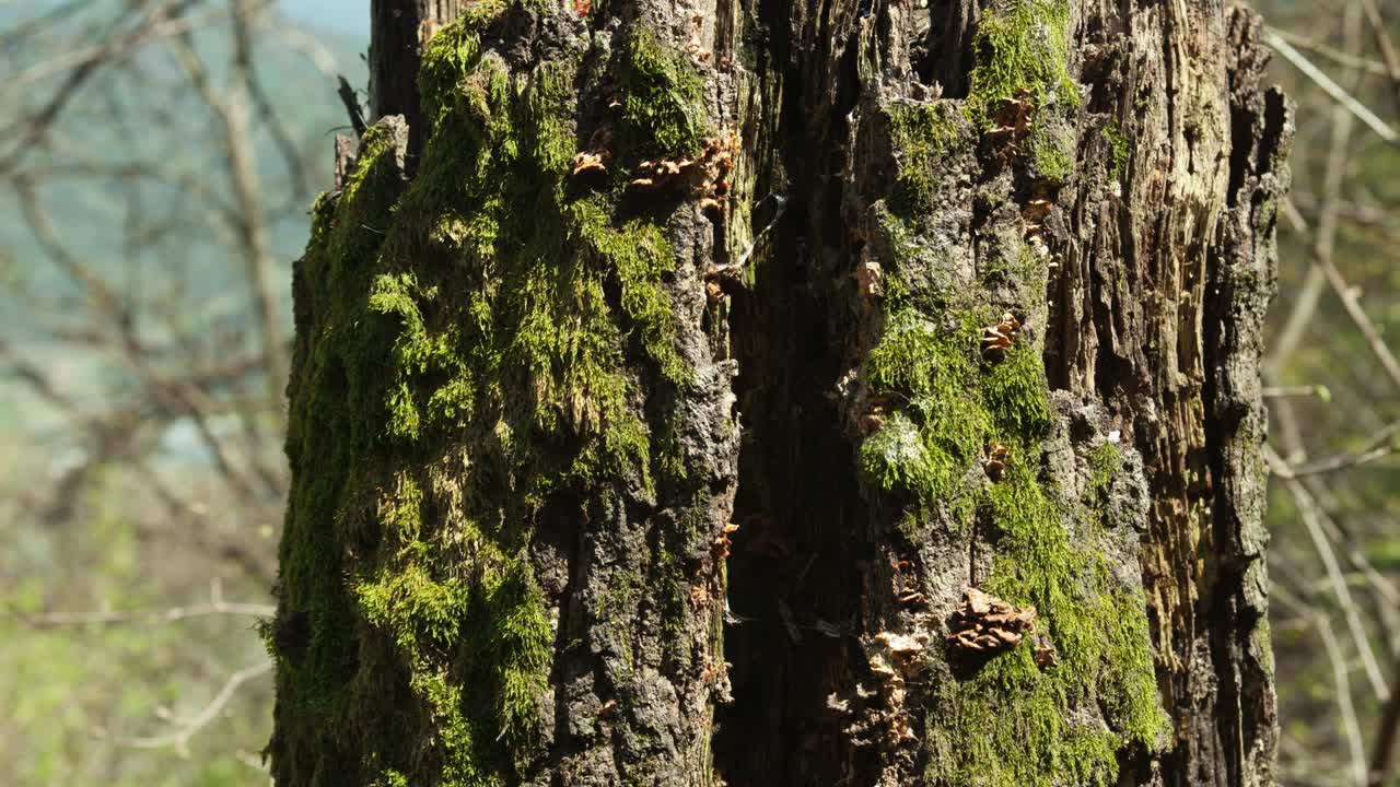 hermoso detalle del árbol en el bosque en el lapso de tiempo