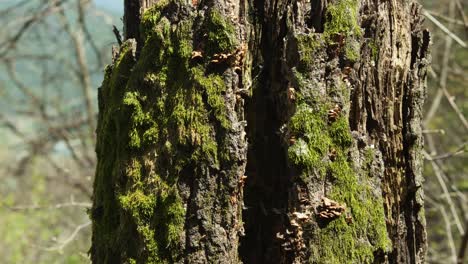 beautiful detail of tree in forest at timelapse