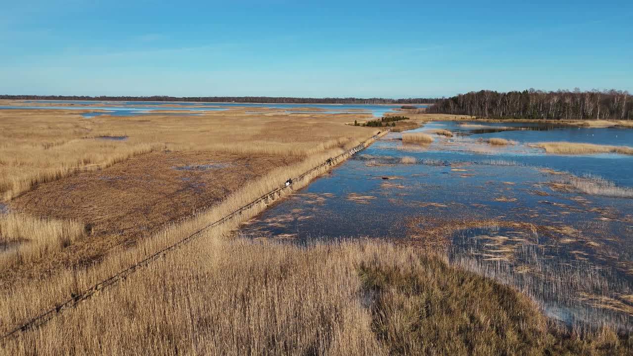 sendero de tablas de madera a través del lago kaniera cañas disparo aéreo de primavera lapmezciems, letonia