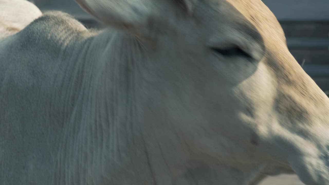 한 남자가 흰 소를 쓰다듬고 있다