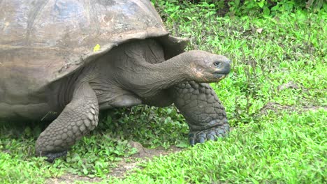 una tortuga terrestre gigante camina a través de la hierba y se acerca al agua dulce en las islas galápagos ecuador