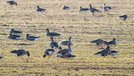 Una-Gran-Bandada-De-Gansos-Albifrones-De-Frente-Blanca-En-El-Campo-De-Trigo-De-Invierno-Durante-La-Migración-De-Primavera