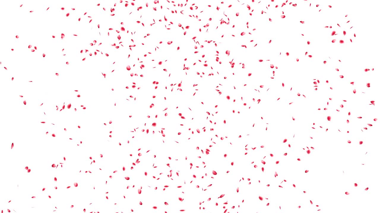 розовые вишневые лепестки падают.