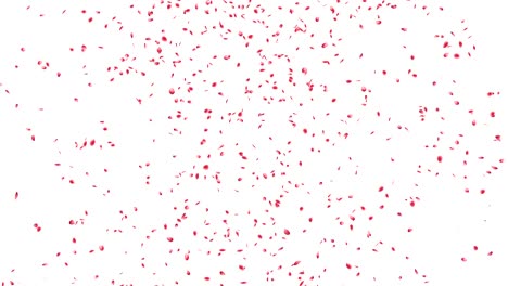 los pétalos de cereza rosados se caen.