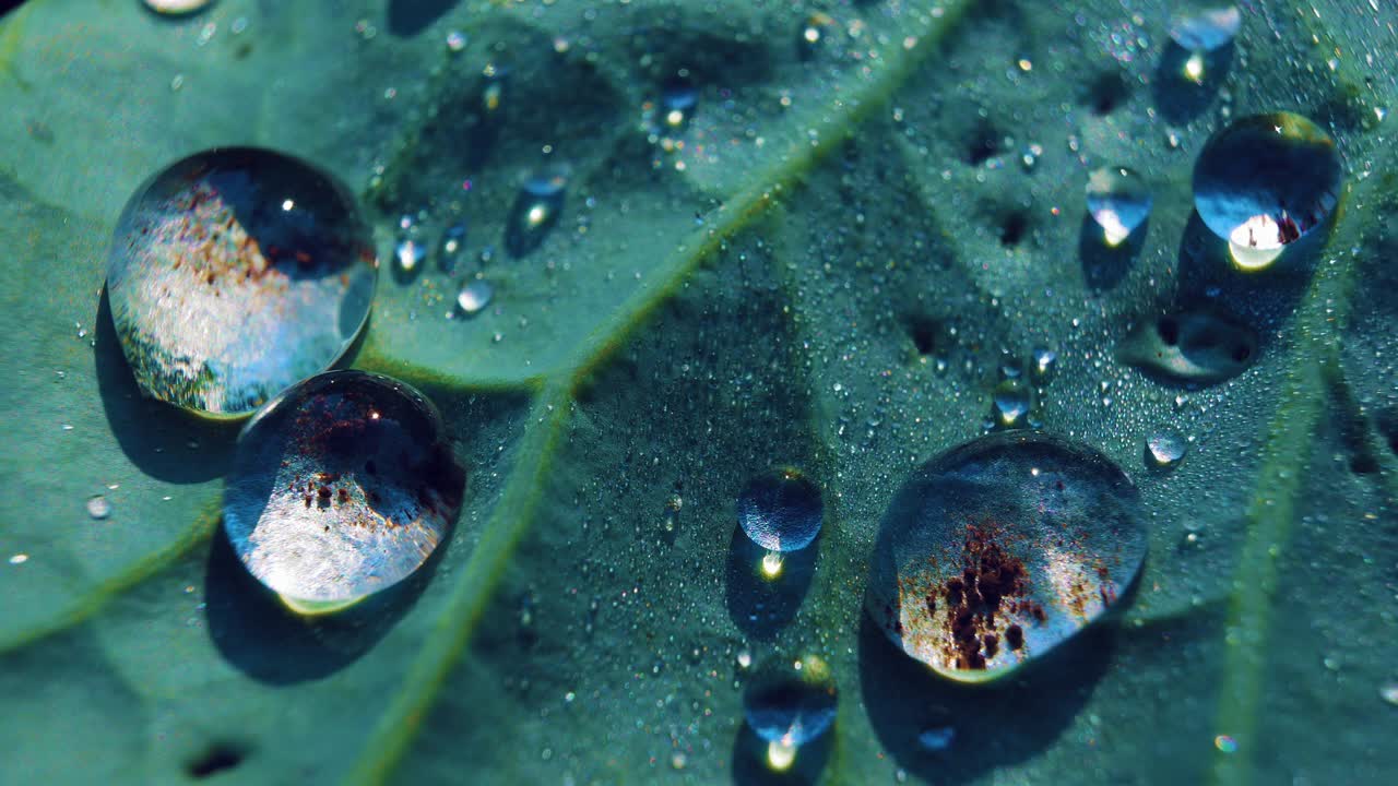 Hydrophobic effect of cabbage leaves. Natural wax repels water. Sparkling  water drops on a green leaf.