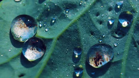 hydrophobic effect of cabbage leaves. natural wax repels water. sparkling  water drops on a green leaf.