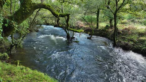 Río-Caudaloso-En-La-Caminata-Por-El-Bosque-Tropical-De-Carballeira-Municipal-De-Baio,-España