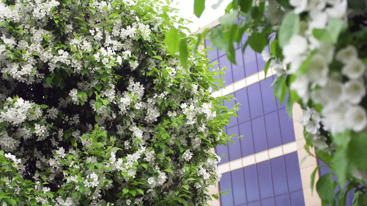 Blooming Apple Trees in a City