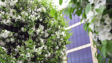 blooming apple trees in a city