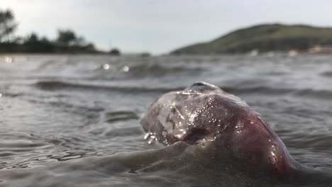 dead fish shot in a shore at laguna city