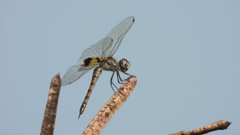 dragonfly in wind - waiting for hunt