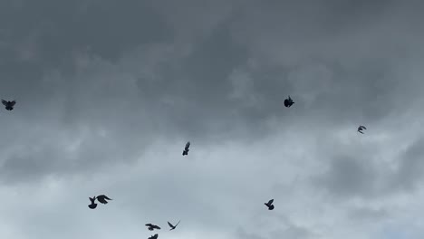 silhouettes of pigeons flying through a dark sky