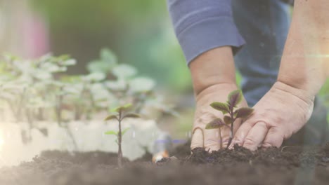 Punto-De-Luz-Contra-El-Primer-Plano-De-Una-Mano-Plantando-Una-Planta-En-El-Suelo-En-El-Jardín