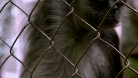 spider monkeys in a cage in the middle of the jungle in south mexico