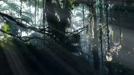 Misty-jungle-rainforest-in-fog