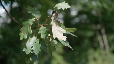 Close-up-macro-shot-of-some-leaves-on-a-tree-branch-swaying-in-the-wind