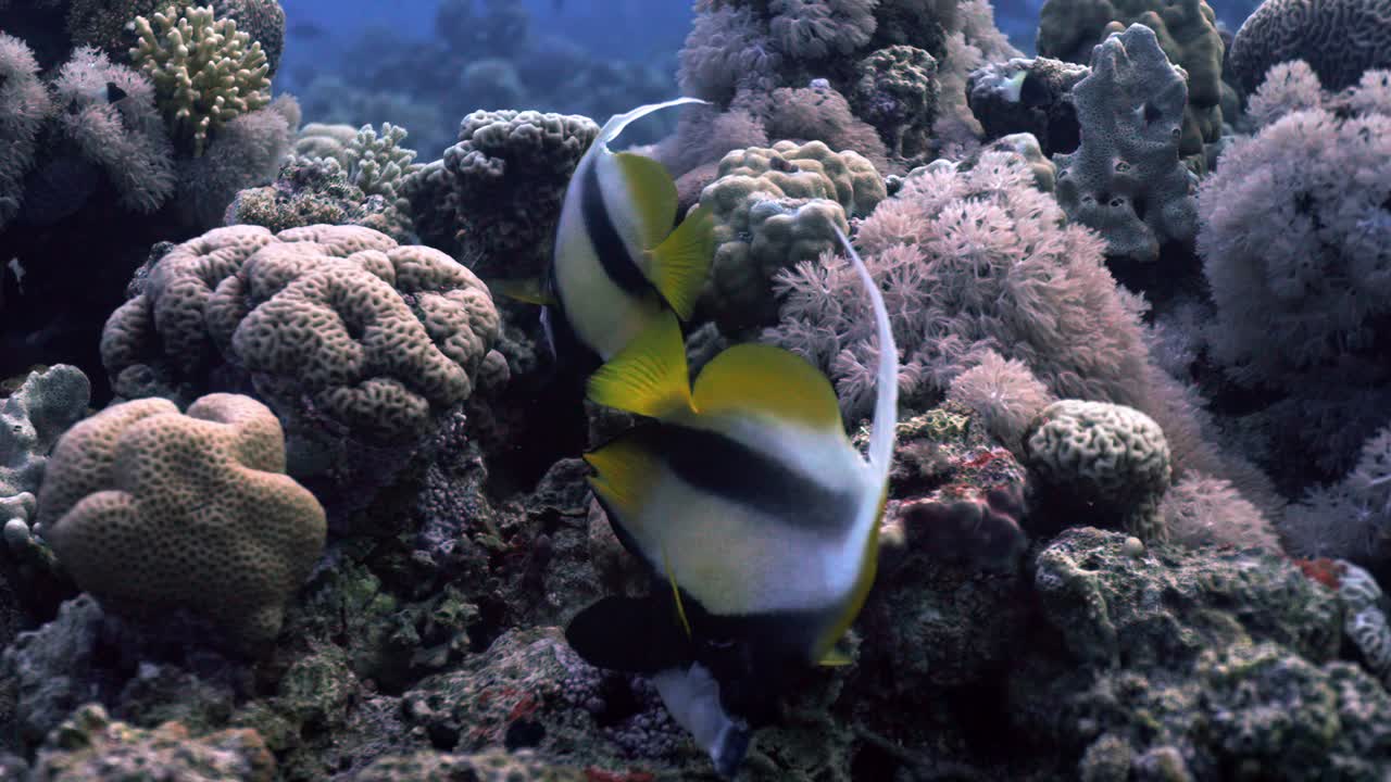 Et par Rødehavs bannerfisk (Heniochus intermedius) der svømmer blandt et stort udvalg af bløde koraller