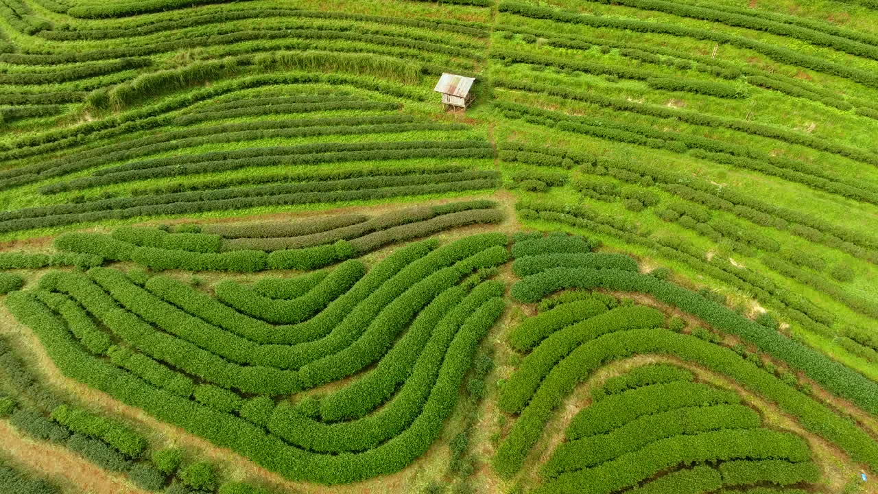 vista aérea de la terraza de la plantación de té en la montaña.