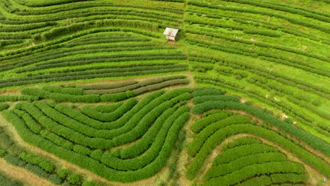 Aerial-view-of-tea-plantation-terrace-on-mountain.