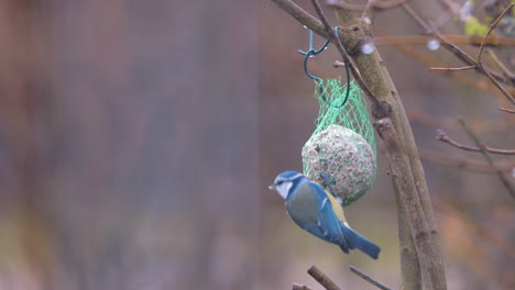 una teta azul recoge la comida de una bola de masa hervida que cuelga de una rama