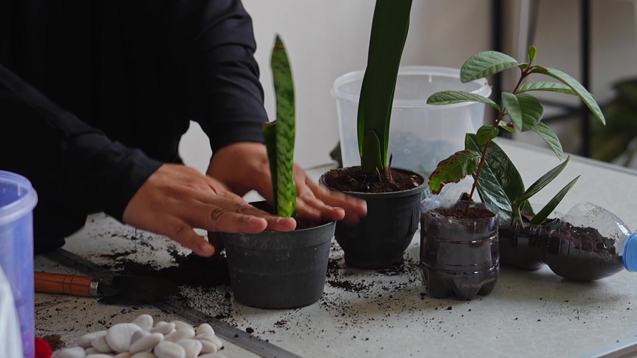 ASMR hagevideo av planting av grønn svigermors tunge i svart potte ved hjelp av en liten murskje og hender.