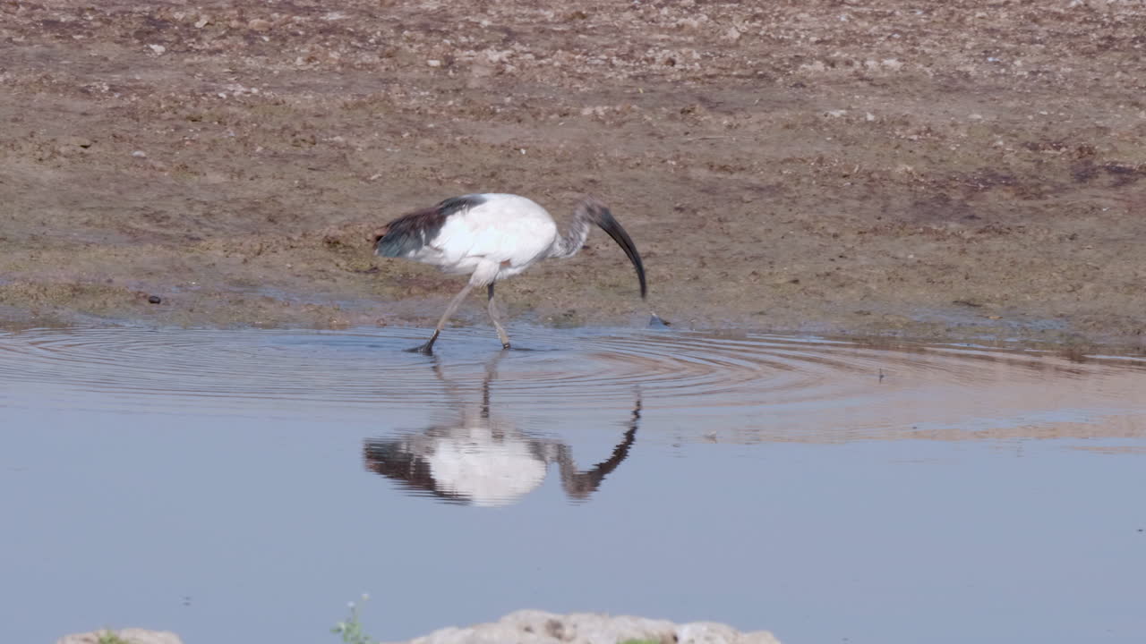 ibis sagrado bebiendo agua y acicalándose mientras camina por el estanque en botswana - plano medio