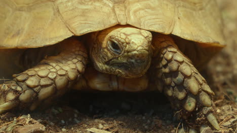 El-Primer-Plano-De-La-Tortuga-Africana-Estimulada,-También-Llamada-Tortuga-Sulcata,-Es-Una-Especie-En-Peligro-De-Extinción