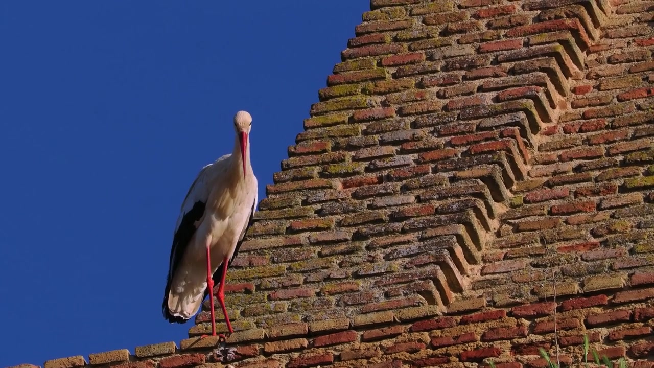 Cicogna bianca su un muro in Spagna all'inizio della primavera.