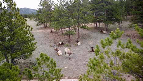 aerial view of elk in rocky mountain wilderness, outside estes park, colorado