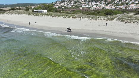 una vista aérea cinematográfica de un caballo en la playa de son bou en menorca, españa