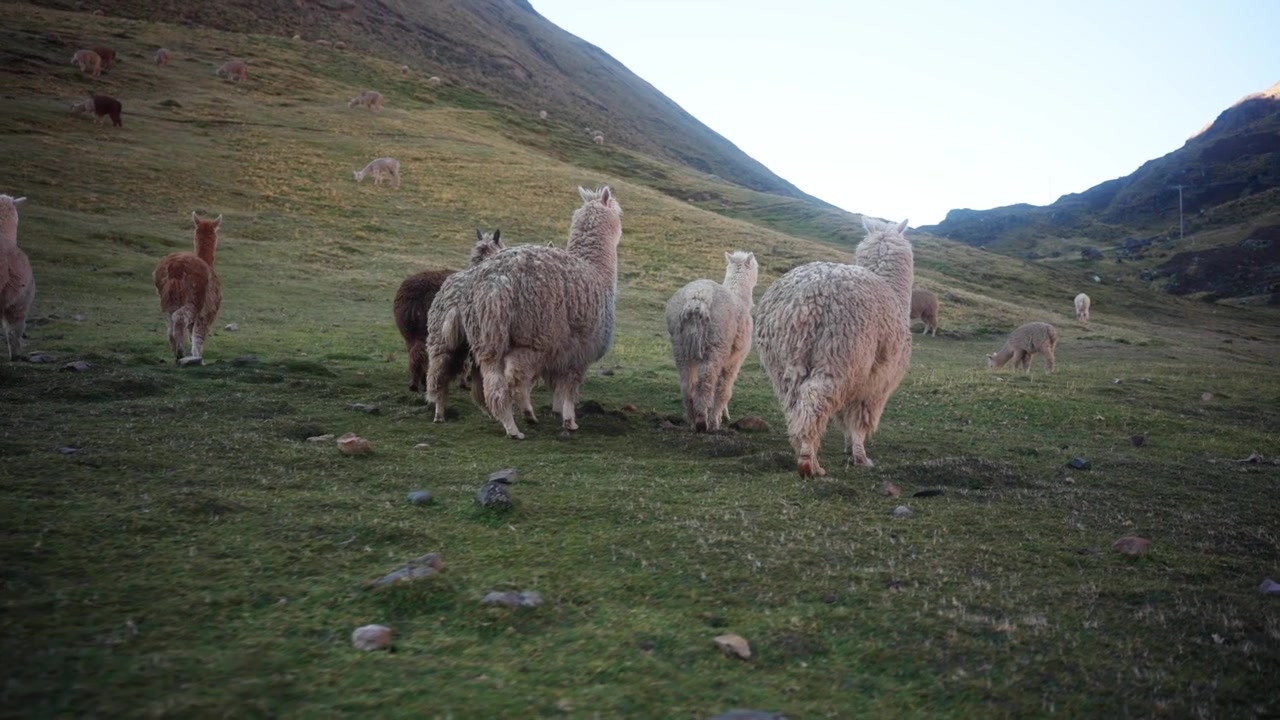 Sabahın erken saatlerindeki ışıkta And Dağları'ndaki lamalar.